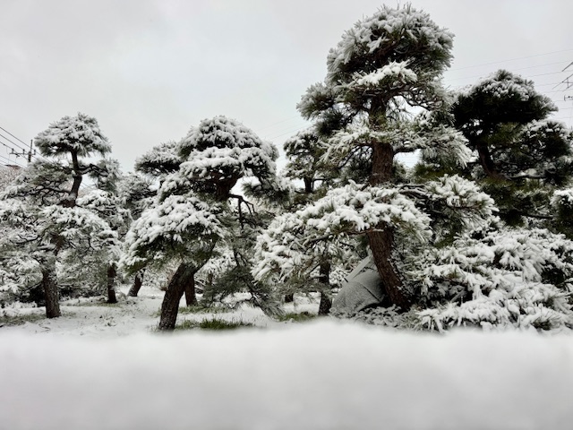 雪が積もった町田市の住宅街の緑地