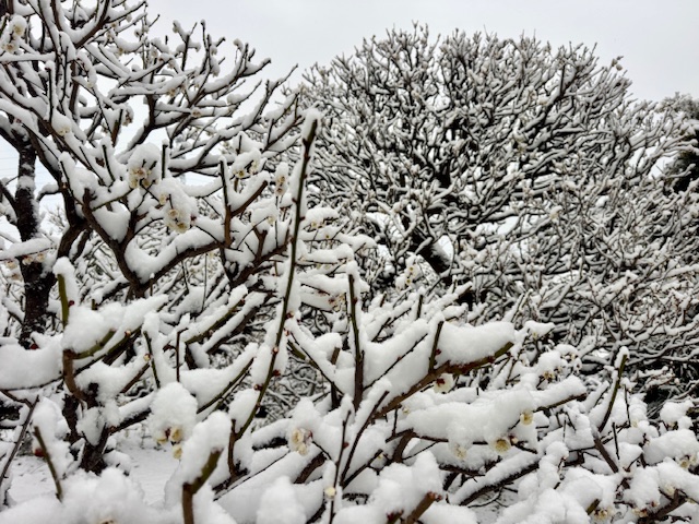 雪が積もった町田市の様子