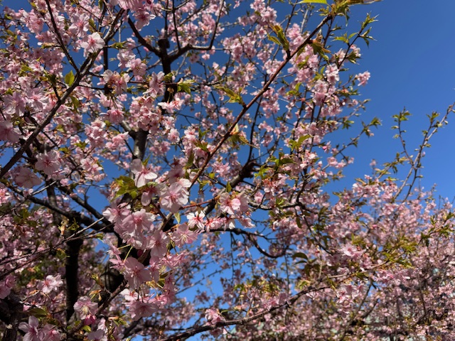 ホテル椿山荘東京庭園の河津桜