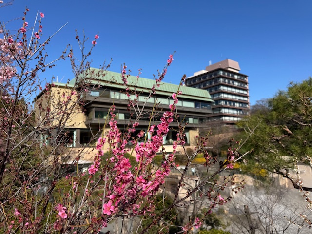 春の梅の花とホテル椿山荘東京庭園