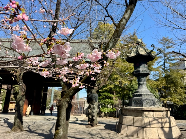 靖国神社で1分咲きの桜