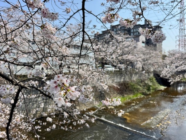 恩田川の川沿いに咲いている桜