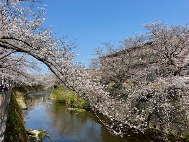 恩田川さくら祭りで川沿いに咲く桜
