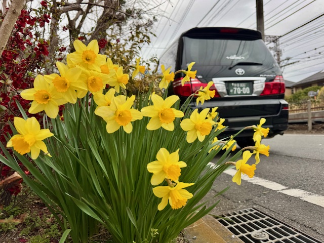 黄色いスイレンのお花と福祉介護タクシー車両