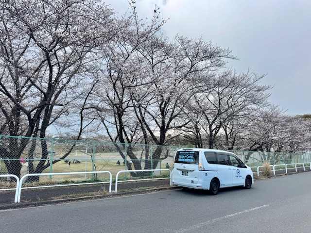 桜と横から写した福祉介護タクシー
