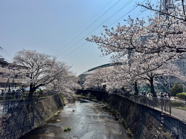 町田総合体育館の裏の恩田川に咲くさくら