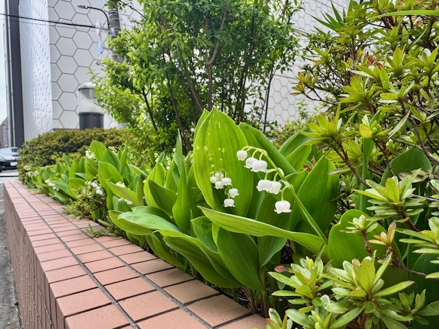 花壇に咲くスズラン