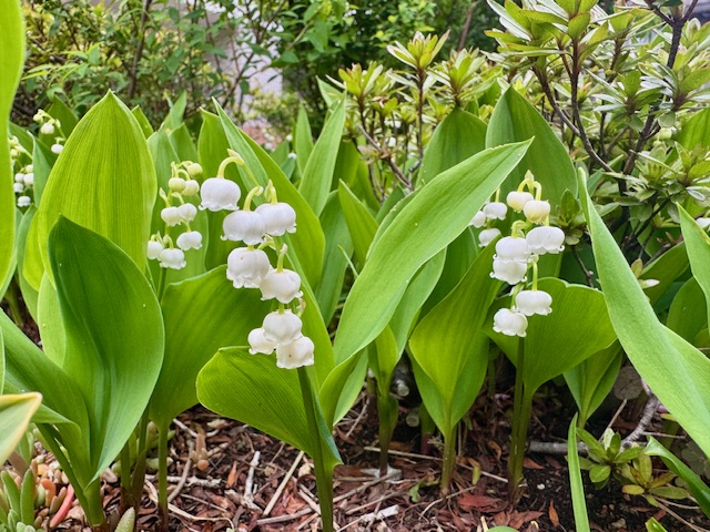 4月中旬に咲くスズラン
